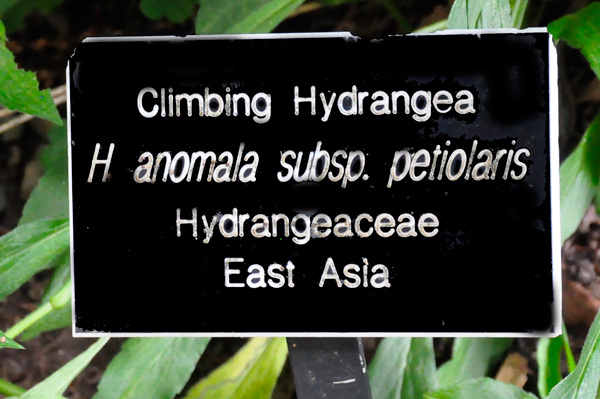 Climbing Hydrangea sign